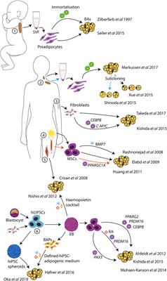 Studying Brown Adipose Tissue in a Human in vitro Context